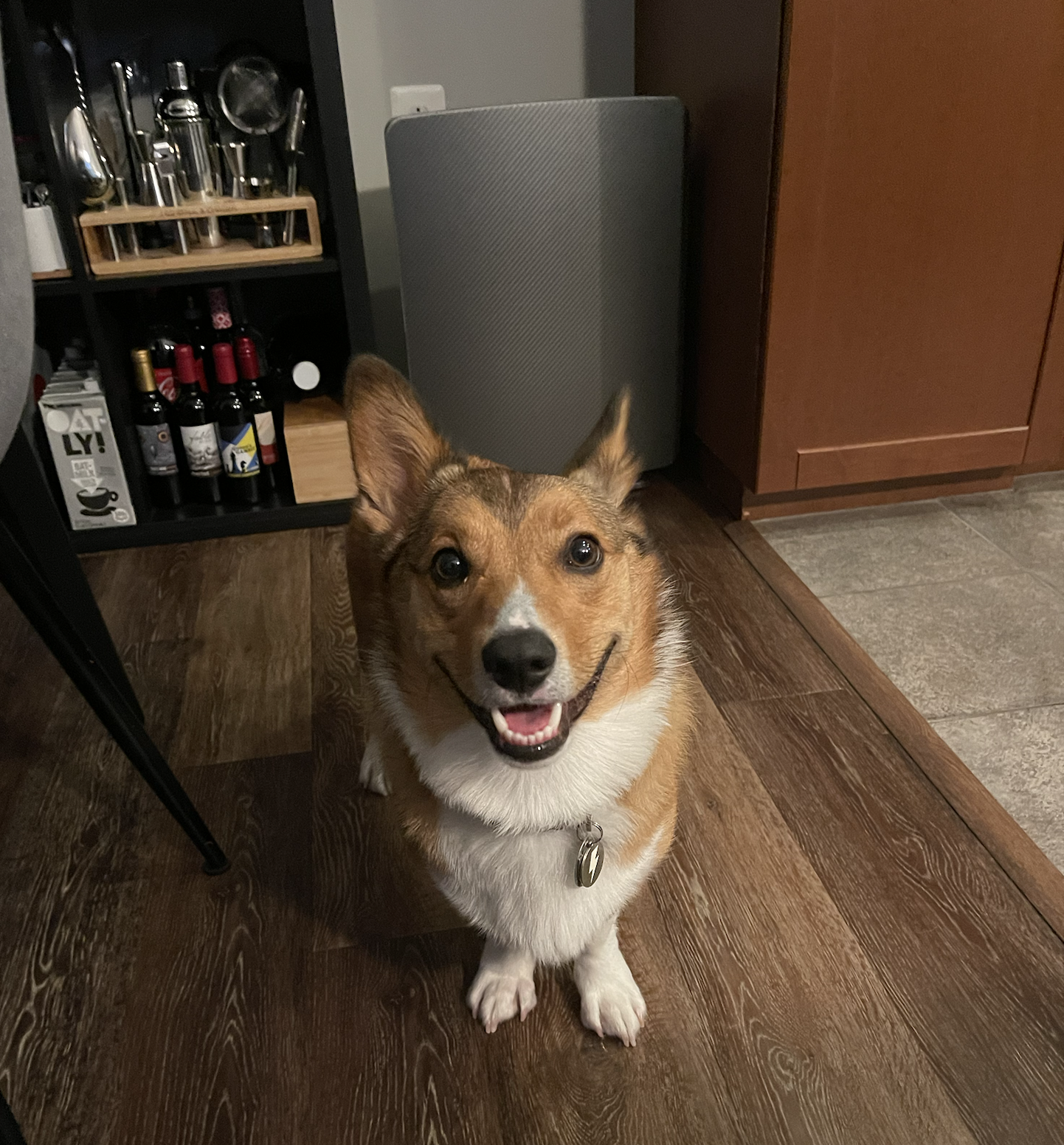 Freckles the Corgi